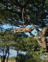 Traditional Beekeeper Hive in Southern Africa; Used with permission by Keith and Colleen Begg